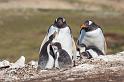 017 Falklandeilanden, New Island, ezelspinguins